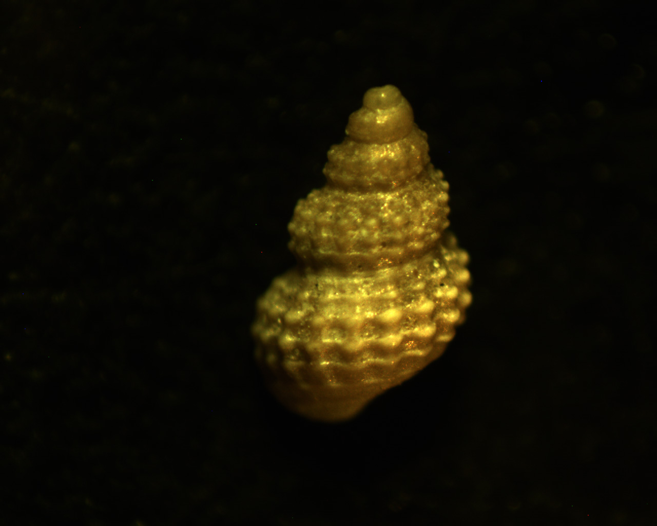 alvania scabra
